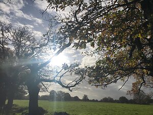 Walk Talk Therapy Surrey. WalkTalk