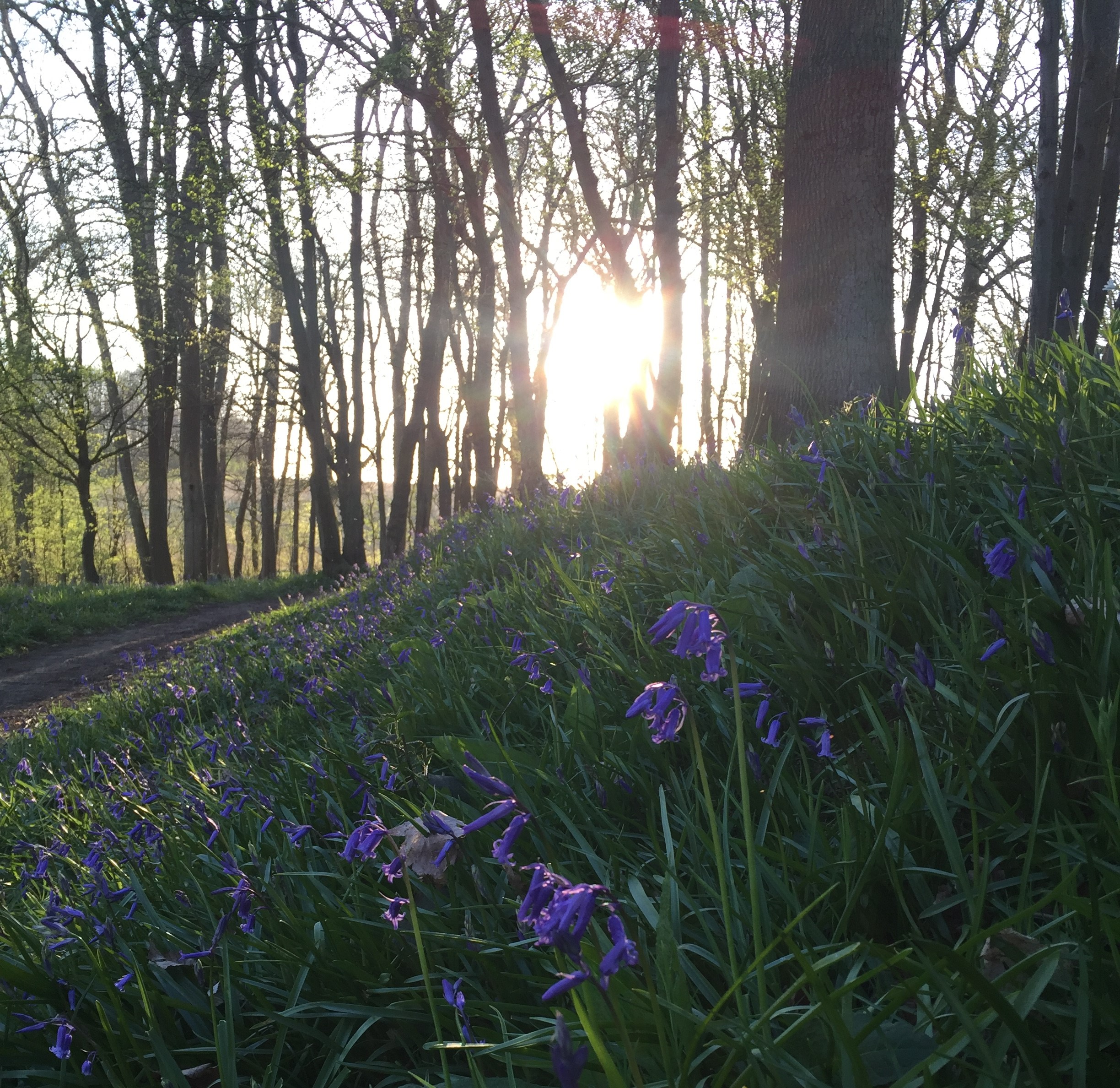 Bluebells Walk and Talk Therapy Surrey